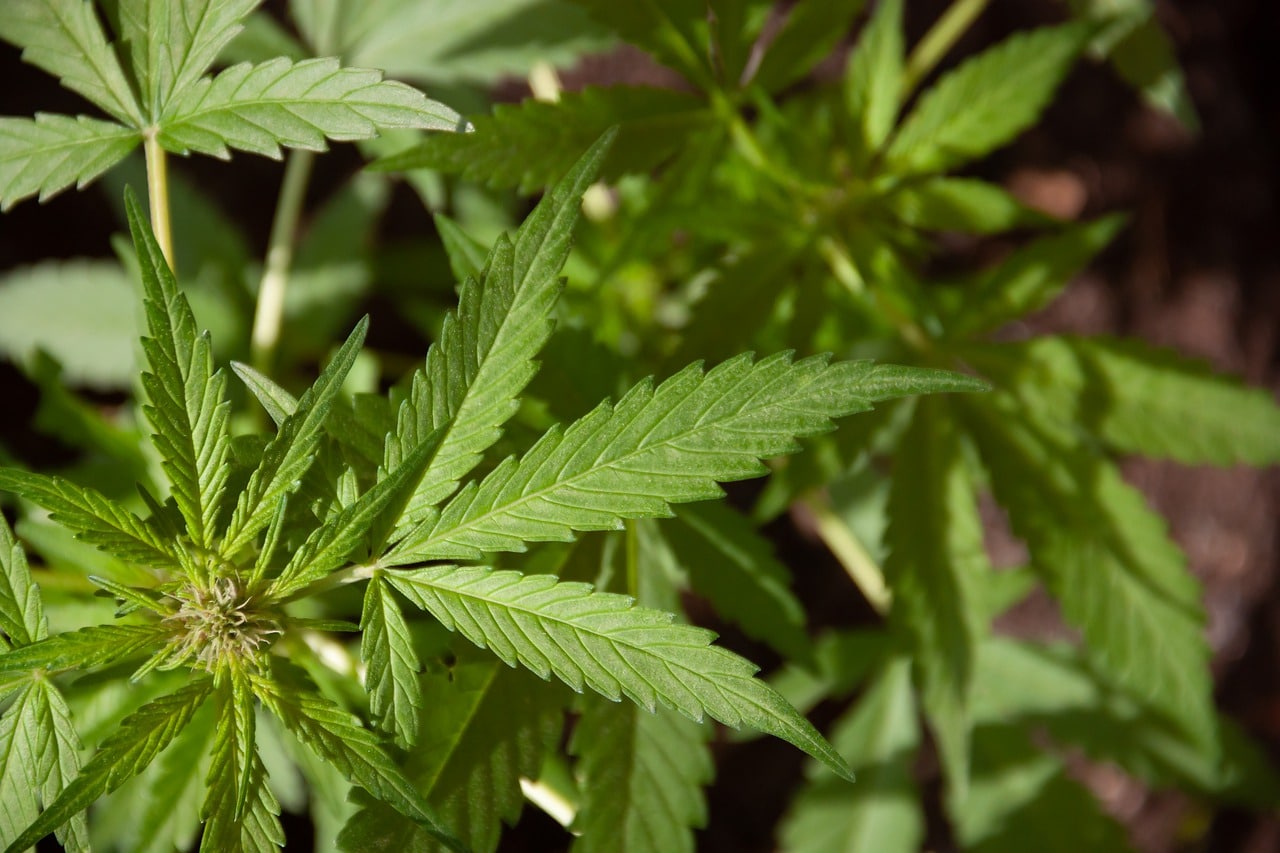 שמן CBD – האם זה כשר?